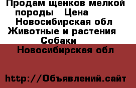 Продам щенков мелкой породы › Цена ­ 500 - Новосибирская обл. Животные и растения » Собаки   . Новосибирская обл.